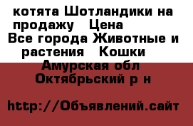 котята Шотландики на продажу › Цена ­ 5 000 - Все города Животные и растения » Кошки   . Амурская обл.,Октябрьский р-н